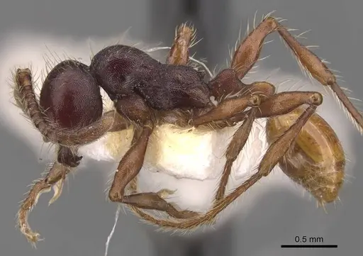 Aenictus schneirlai - CASENT0905732