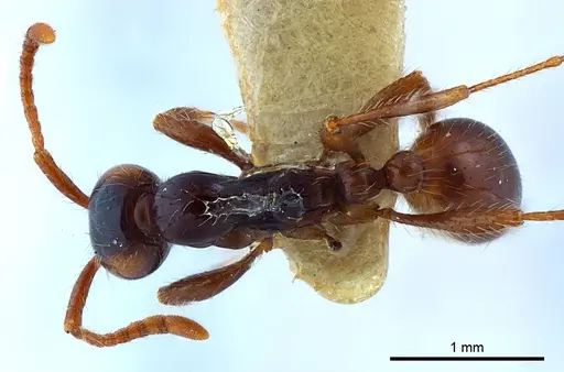 Aenictus shilintongae specimen