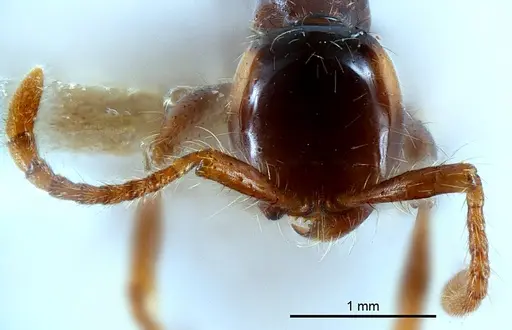 Aenictus shilintongae specimen