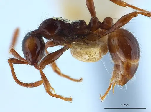 Aenictus shilintongae specimen