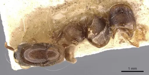 Aenictus shuckardi specimen
