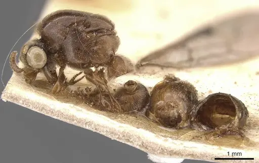 Aenictus shuckardi specimen