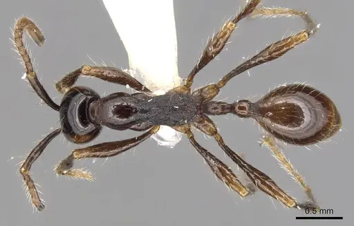 Aenictus siamensis specimen