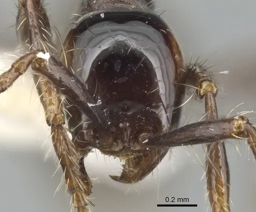 Aenictus siamensis specimen