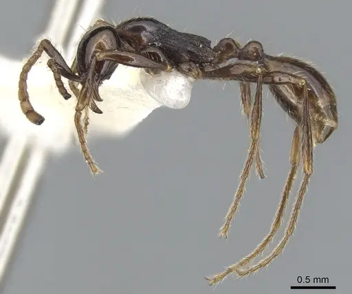 Aenictus siamensis specimen