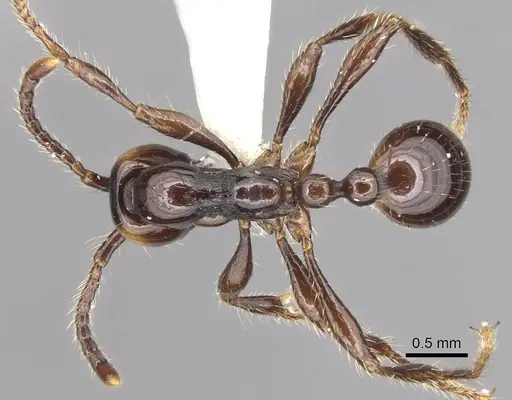 Aenictus sonchaengi specimen