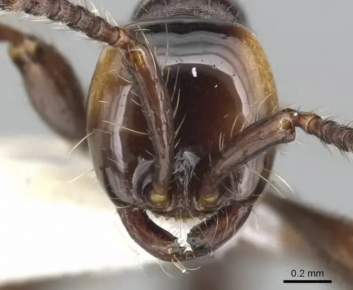 Aenictus sonchaengi specimen