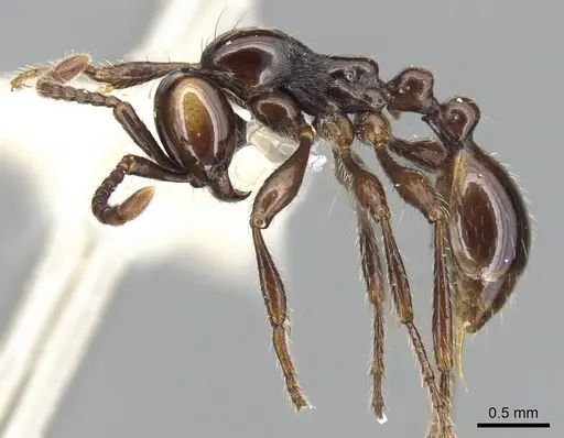 Aenictus sonchaengi specimen