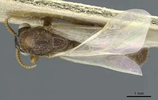 Aenictus soudanicus specimen