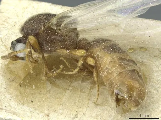Aenictus soudanicus specimen