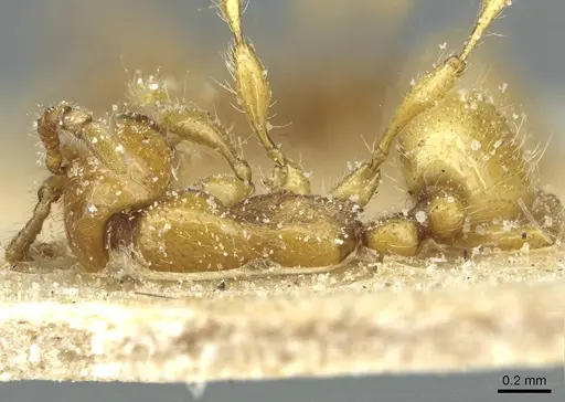 Aenictus steindachneri specimen