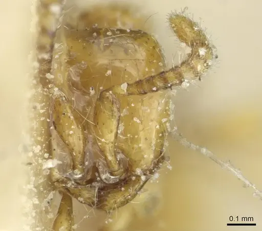 Aenictus steindachneri specimen