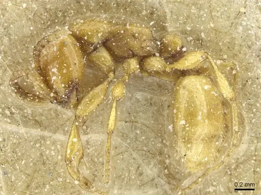 Aenictus steindachneri specimen