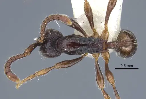 Aenictus sulawesiensis specimen