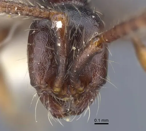 Aenictus sulawesiensis specimen