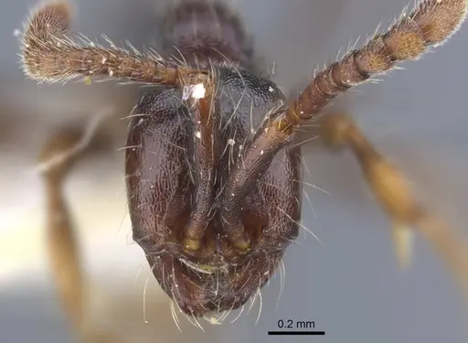 Aenictus sulawesiensis specimen