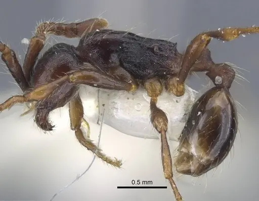 Aenictus sulawesiensis - CASENT0917242
