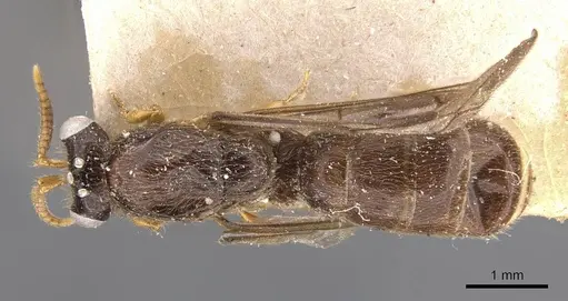 Aenictus sumatrensis specimen