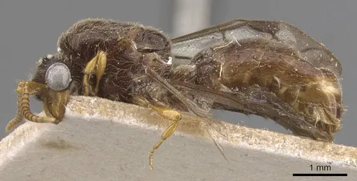 Aenictus sumatrensis specimen