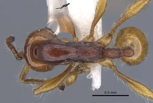Aenictus sundalandensis specimen