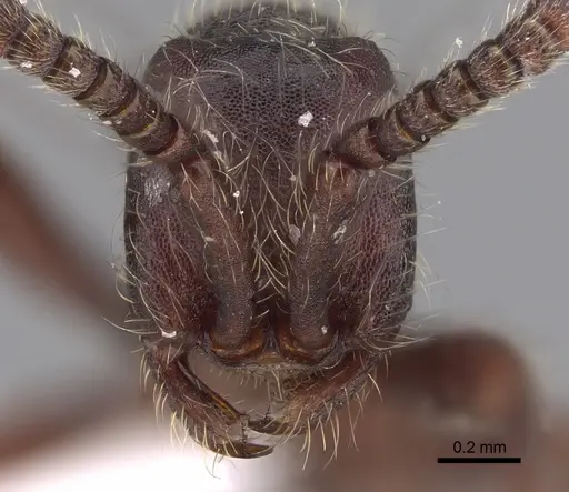 Aenictus susanae specimen