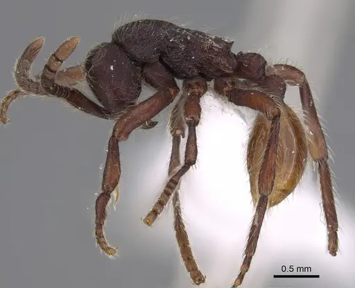 Aenictus susanae specimen