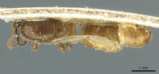 Aenictus togoensis specimen
