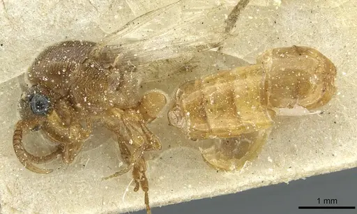 Aenictus togoensis specimen