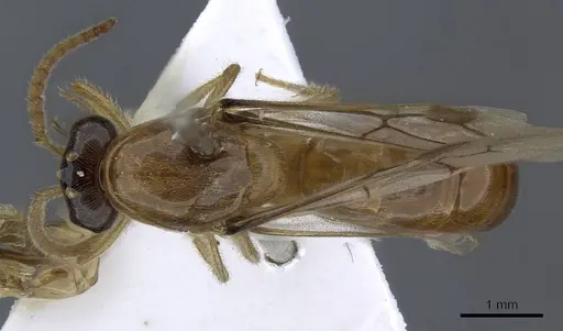 Aenictus trigonus specimen