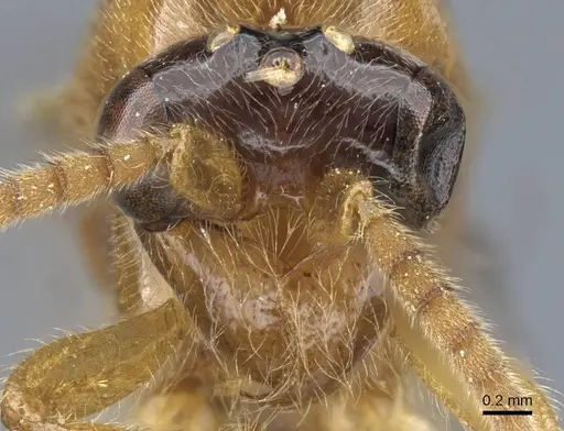 Aenictus trigonus specimen