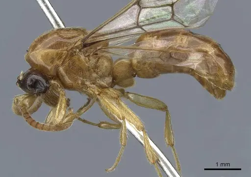 Aenictus trigonus specimen