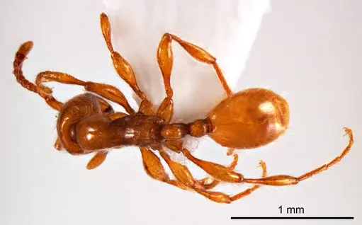 Aenictus turneri specimen