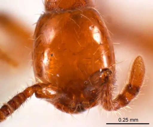 Aenictus turneri specimen