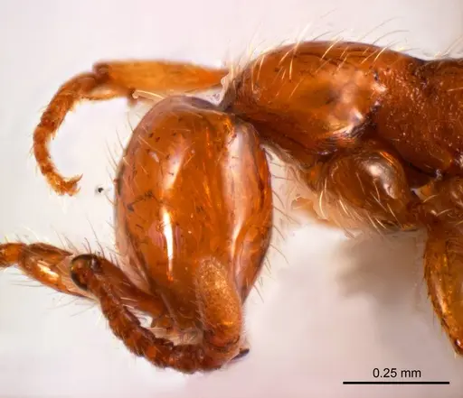 Aenictus turneri specimen