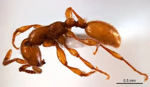 Aenictus turneri - ANTWEB1008607