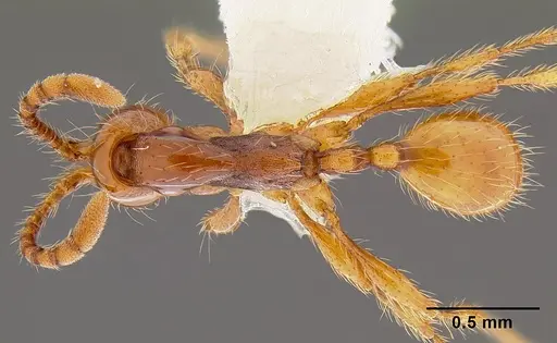 Aenictus turneri - CASENT0106017