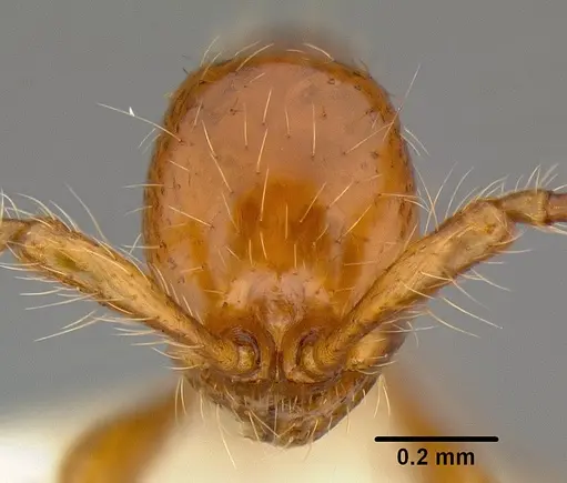 Aenictus turneri - CASENT0106017