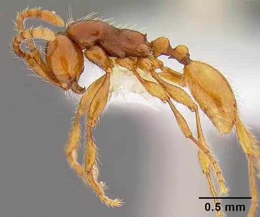 Aenictus turneri - CASENT0106017