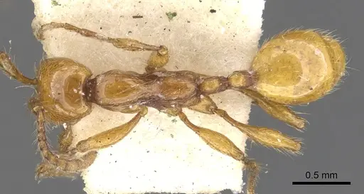 Aenictus turneri - CASENT0901480