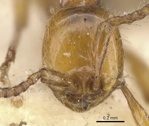 Aenictus turneri - CASENT0901480