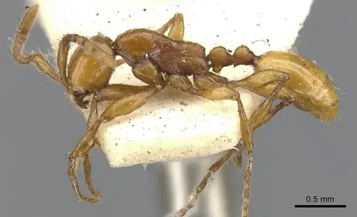 Aenictus turneri - CASENT0901480