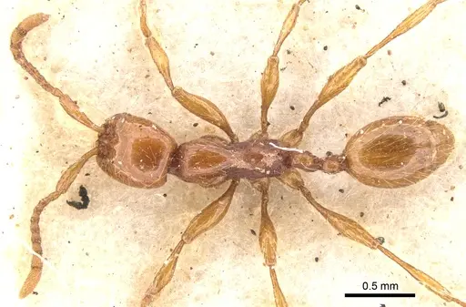 Aenictus turneri - CASENT0902675