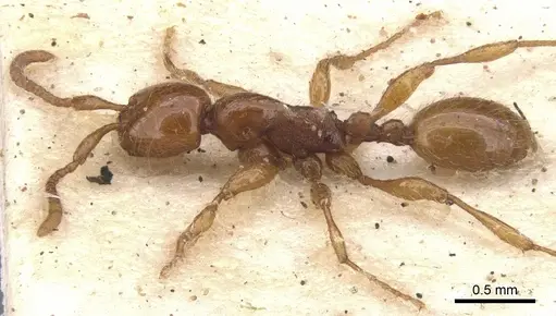 Aenictus turneri - CASENT0902675