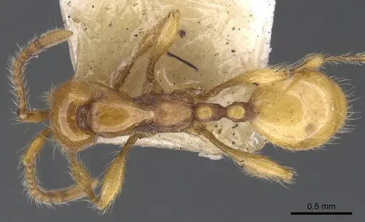 Aenictus turneri - CASENT0902676