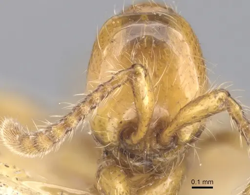 Aenictus turneri - CASENT0902676