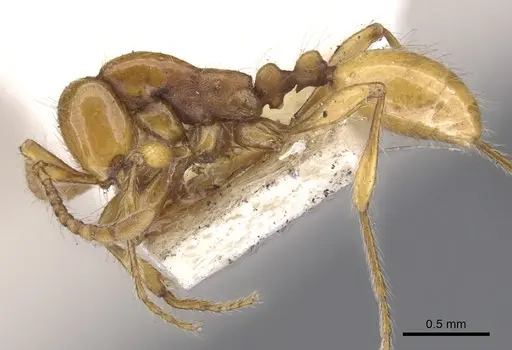 Aenictus turneri - CASENT0902676