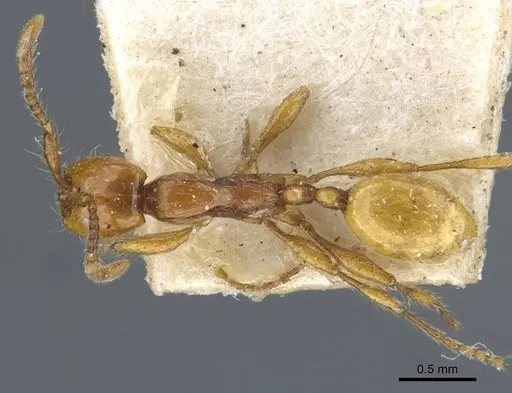 Aenictus turneri - CASENT0907021