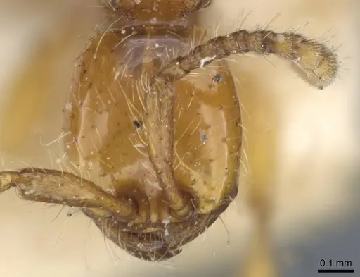 Aenictus turneri - CASENT0907021