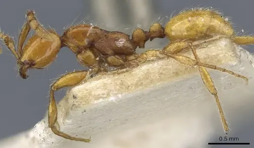 Aenictus turneri - CASENT0907021