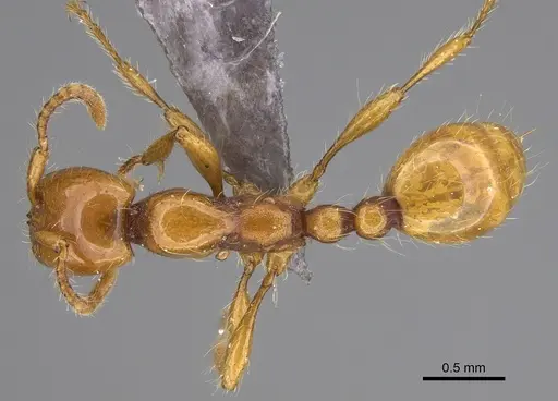 Aenictus ugaduwensis specimen